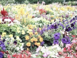 Flower Garden 