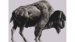 Bison Antiquus