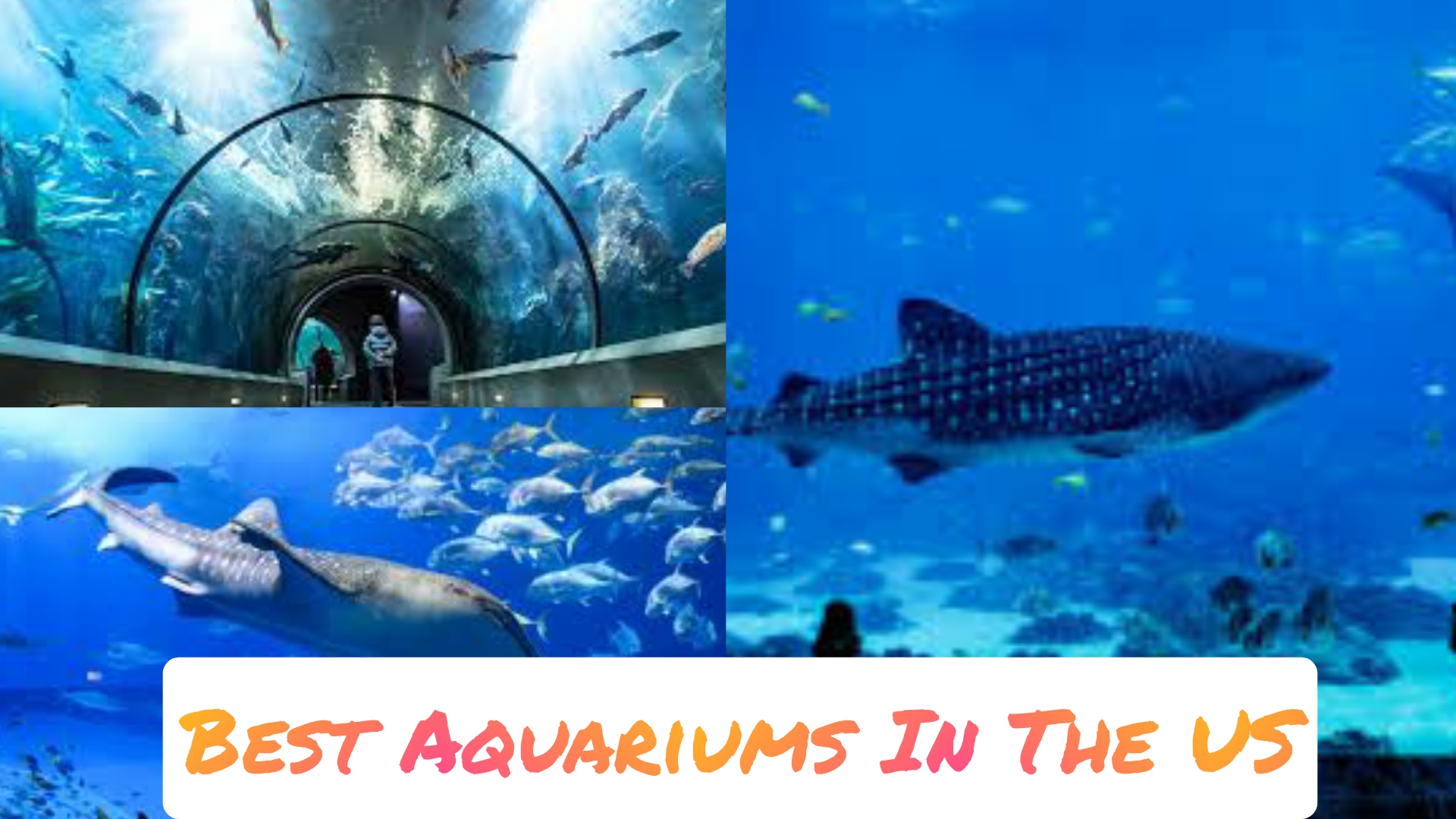 24 Best Aquariums In The US | Updated List 2023