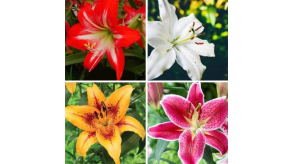 Various Types Of Lilies