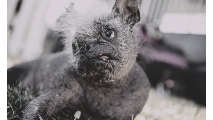 World's Ugliest Dog Contest in Petaluma (California)